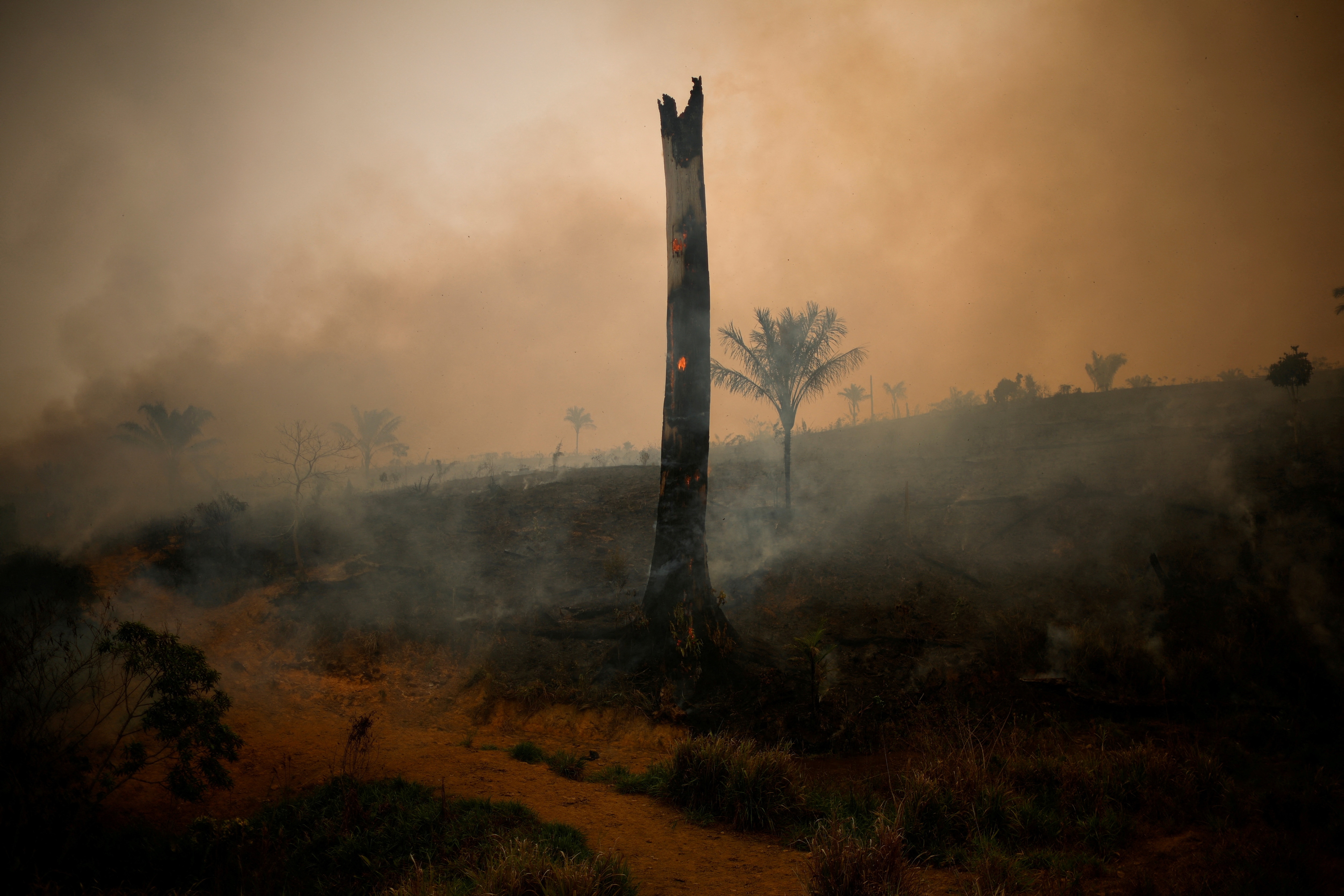 Sebuah pohon terbakar saat kebakaran terjadi di hutan hujan Amazon di Apui, negara bagian Amazonas, Brasil.