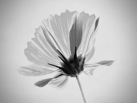 Theresa Bennett Bunga tunggal 